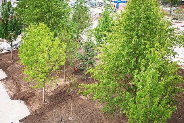 В московском ЖК «Прайм Парк» на Ленинградском проспекте в рамках благоустройства первой очереди появился вишневый сад